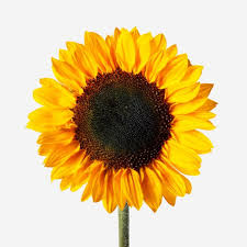 girasol